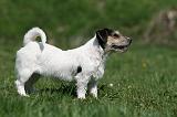 JACK RUSSEL 048